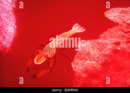 La crevette impériale, l'empereur ou les crevettes, Zenopontonia rex, vivant sur le dos d'une danseuse espagnole nudibranche. Banque D'Images