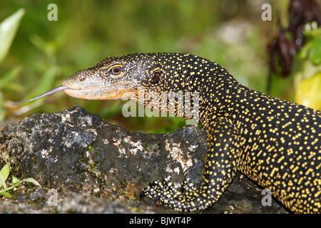 Varan de mangrove, ou Varanus indicus, Goanna, montrant la langue violette Uepi (Îles Salomon Banque D'Images