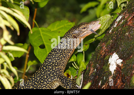 Varan de mangrove, ou Varanus indicus, Goanna, montrant la langue violette Uepi (Îles Salomon Banque D'Images