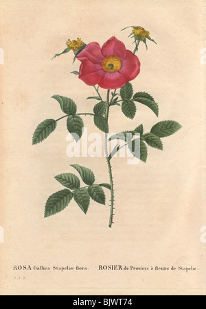 Stapelia fleur rose de Provins avec fleurs pourpre (Rosa Gallica flore stapeliae). Banque D'Images