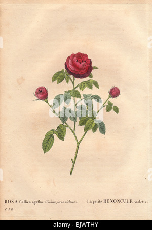 La Petite Renoncule rose avec des fleurs pourpre et cramoisi (Rosa Gallica agatha) Banque D'Images