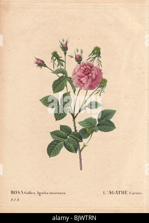 Agatha rose rose avec des fleurs rose (Rosa Gallica agatha incarnata). L'Agathe carnée. Banque D'Images