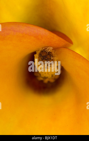 Close up of orange délicate calla lily Banque D'Images