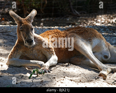 Le zoo de Melbourne Australie VICTORIA Banque D'Images