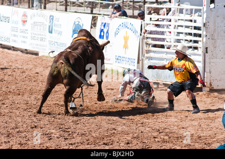 Un cowboy est en concurrence dans la circonscription de Bull au cours de l'événement O'Odham Tash tous-Indian Rodeo Banque D'Images