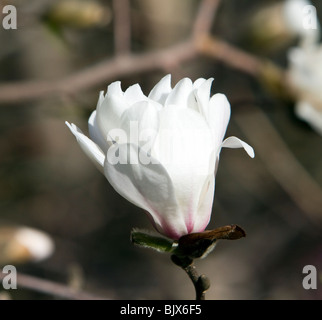 Ballerine Magnolia x loebneri cultivar blanches et roses. Banque D'Images