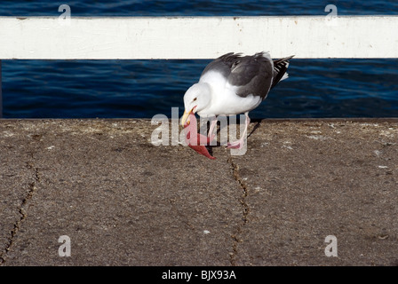 Mouette de tenter de manger une étoile de cuir, Pier, Santa Cruz, Californie. Banque D'Images