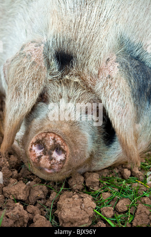 Vieux cochon place Gloster Banque D'Images