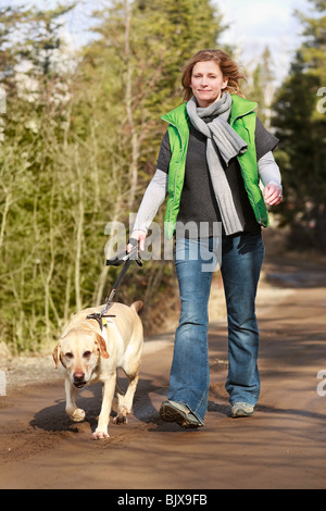 Sa femme marche Labrador Retriever jaune sur une route rurale, Trout Lake, Ontario, Canada. Banque D'Images