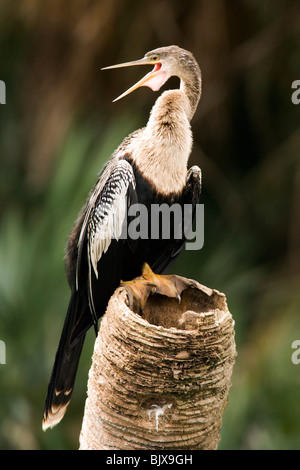 Anhinga - Green Cay Wetlands - Delray Beach, Floride, USA Banque D'Images