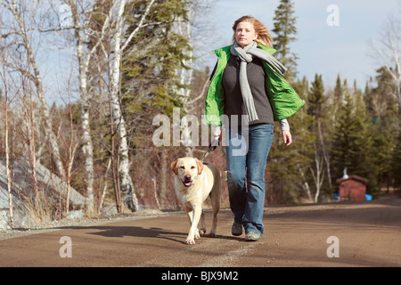 Sa femme marche Labrador Retriever jaune sur une route rurale, Trout Lake, Ontario, Canada. Banque D'Images