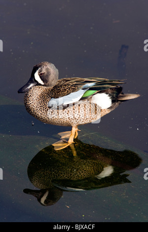 Les Sarcelles à ailes bleues - Green Cay Wetlands - Delray Beach, Floride, USA Banque D'Images