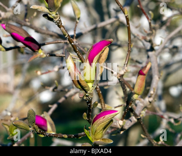 Début des boutons de fleurs Magnolia x Susan cultivar Magnoliaceae fleurs. Banque D'Images