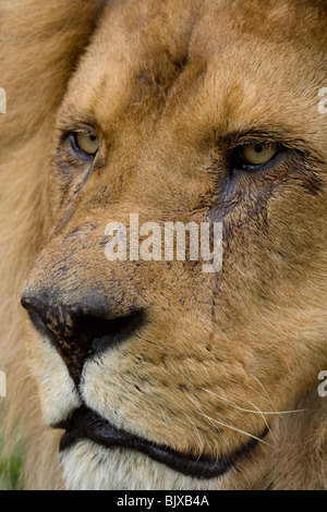 Lion mâle close-up, le zoo de Beauval Banque D'Images