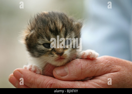 Chat norvégien chaton Banque D'Images