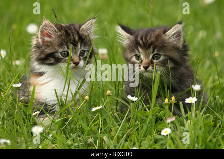 Chat norvégien chaton Banque D'Images