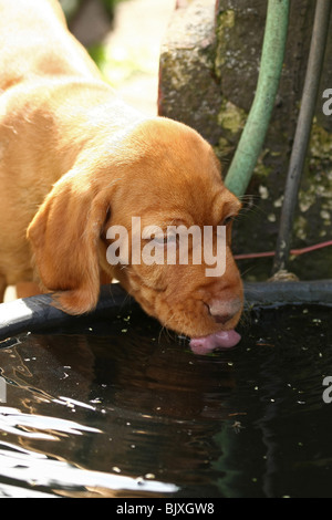 Poil dur potable Magyar Vizsla devint chiot Banque D'Images