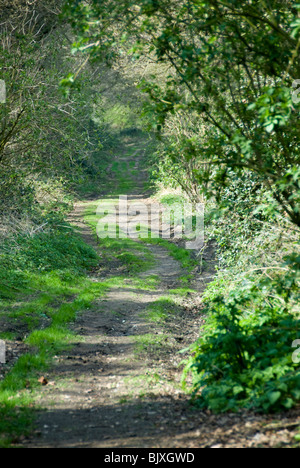 Peddars Way et Norfolk Coast Path Sentier national, Procession Lane. Banque D'Images