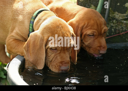 Poil dur potable Magyar Vizsla devint chiots Banque D'Images