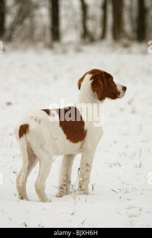 Les jeunes Irlandais rouge et blanc Setter dans la neige Banque D'Images