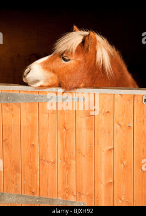 Un poney Shetland marron à côté sur une porte de l'écurie Banque D'Images