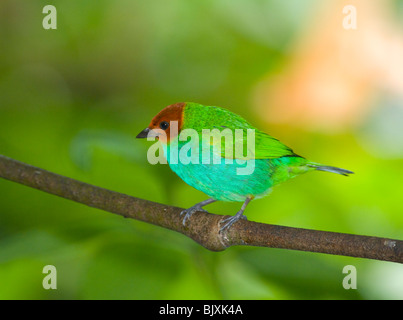 Tanager à tête de baie (Tangara gyrola), Panama Banque D'Images