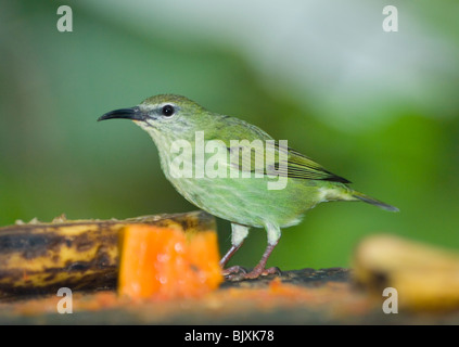 Femme Red-legged Honeycreeper Cyanerpes cyaneus captif de Panama Banque D'Images