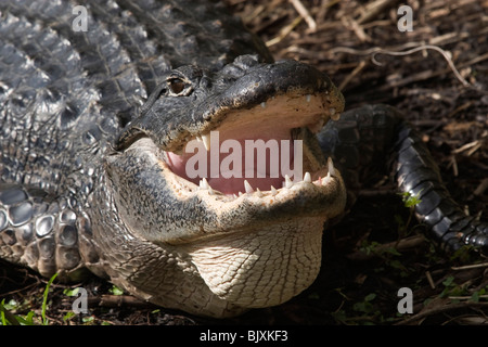 Mississippi-Alligator Banque D'Images