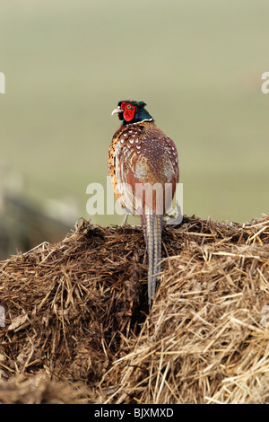 Le faisan commun (Phasianus colchicus) mâle vue arrière avec la tête tournée Banque D'Images