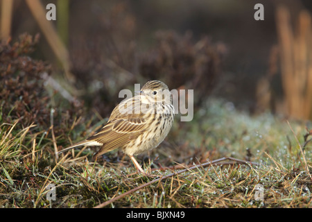 Meadow pipit spioncelle (Anthus pratensis) sur l'herbe couverte de rosée Banque D'Images