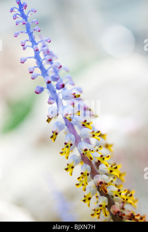 Lachenalia mutabilis fleurs. Mutabilis Cape coucou bleu. South African flower liées à la floraison de la Jacinthe Banque D'Images