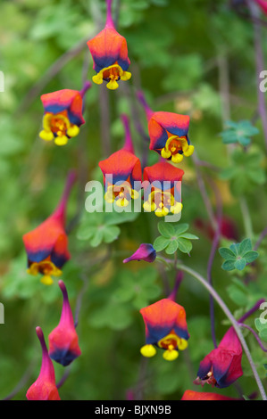 Tropaeolum tricolor. Capucine bolivien. Trois couleurs de fleurs de capucines bolivien / capucine Banque D'Images