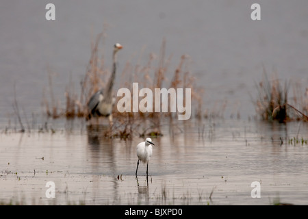 L'Aigrette garzette et le Héron cendré Banque D'Images