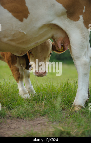 vaches Banque D'Images