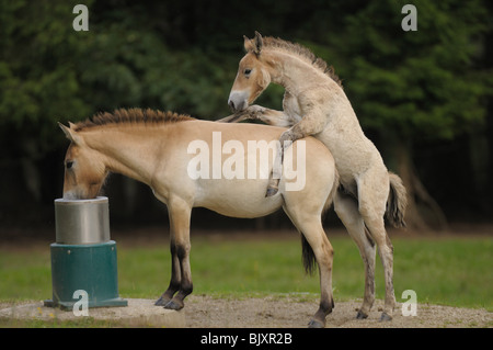 Des chevaux de Przewalski Banque D'Images