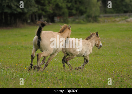 Les jeunes chevaux de Przewalski Banque D'Images