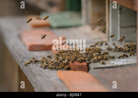 abeilles Banque D'Images