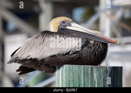 Pélican brun - Pelecanus occidentalis, Key Largo, Florida Keys, États-Unis Banque D'Images