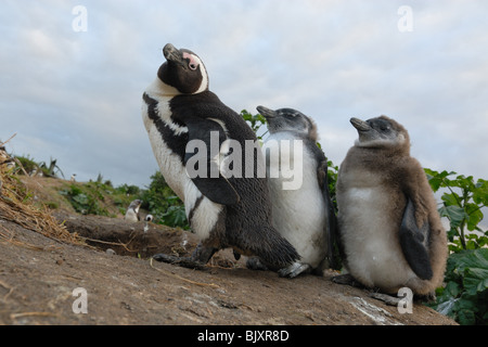 Pingouins jackass Banque D'Images