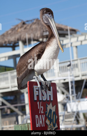 Pélican brun - Pelecanus occidentalis, Key Largo, Florida Keys, États-Unis Banque D'Images