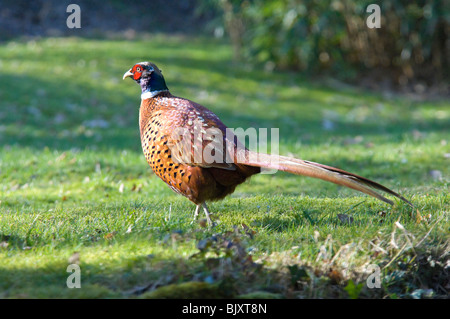 Faisan de Colchide Phasianus colchicus mâle Surrey UK Banque D'Images