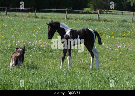 poulain et chien Banque D'Images