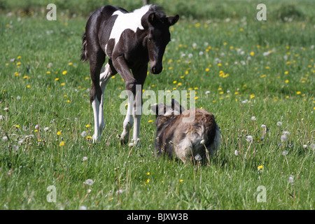 poulain et chien Banque D'Images