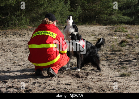 Border Collie Banque D'Images