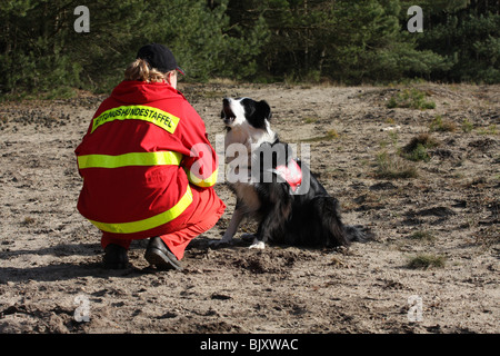 Border Collie Banque D'Images