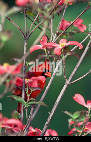 Le cardinal rouge mâle (Cardinalis cardinalis), à l'arbre rose de cornouiller Banque D'Images