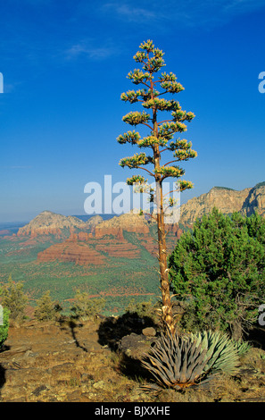 Agave Parry floraison sur canyon rim à Schnebly Hill dans Coconino National Forest au-dessus de Sedona, Arizona, USA Banque D'Images