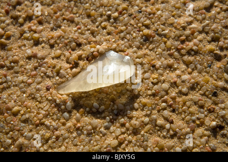 Des fragments de verre de silice sur le sol du désert dans un corridor interdunaires de La Grande Mer de Sable, au nord du plateau du Gilf Kebir, Egypte Banque D'Images