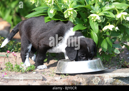 Chiot bâtard de l'alimentation Banque D'Images