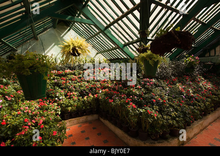 L'Inde, le Tamil Nadu, Udhagamandalam (Ooty), des jardins botaniques, des émissions, de l'appareil floral lizzies occupé Banque D'Images